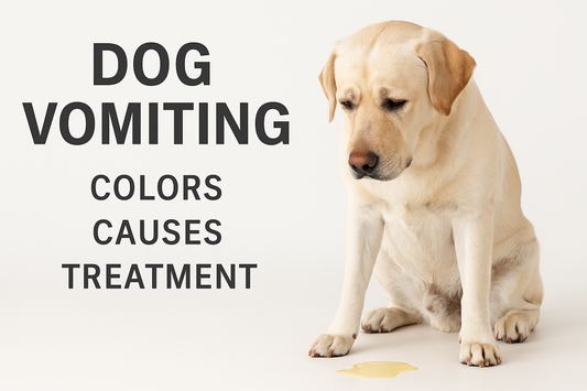 🐶 Dog Vomiting – Vital Guide to Colors, Causes, and Quick Action Steps