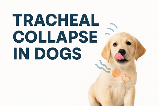 🐶 Tracheal Collapse in Dogs – Symptoms, Causes, Treatment, and Care Guide
