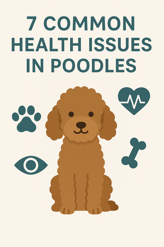 🐩 7 Common Health Issues in Poodles – How to Prevent and Manage Them