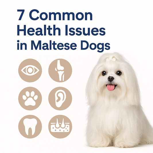 🐶 7 Common Health Issues in Maltese Dogs – Prevention and Care Tips for Owners