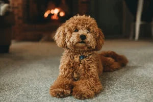 Poodles : 3 Reasons Why They Don’t Shed
