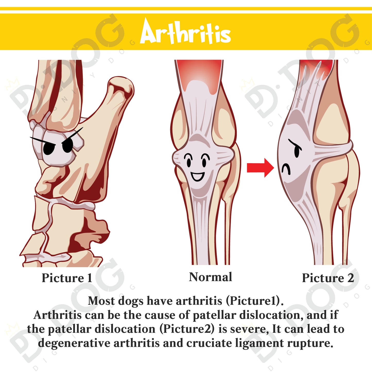 【 DIGNITYDOG 】 DOG PATELLA BRACE HOCK PROTECTOR