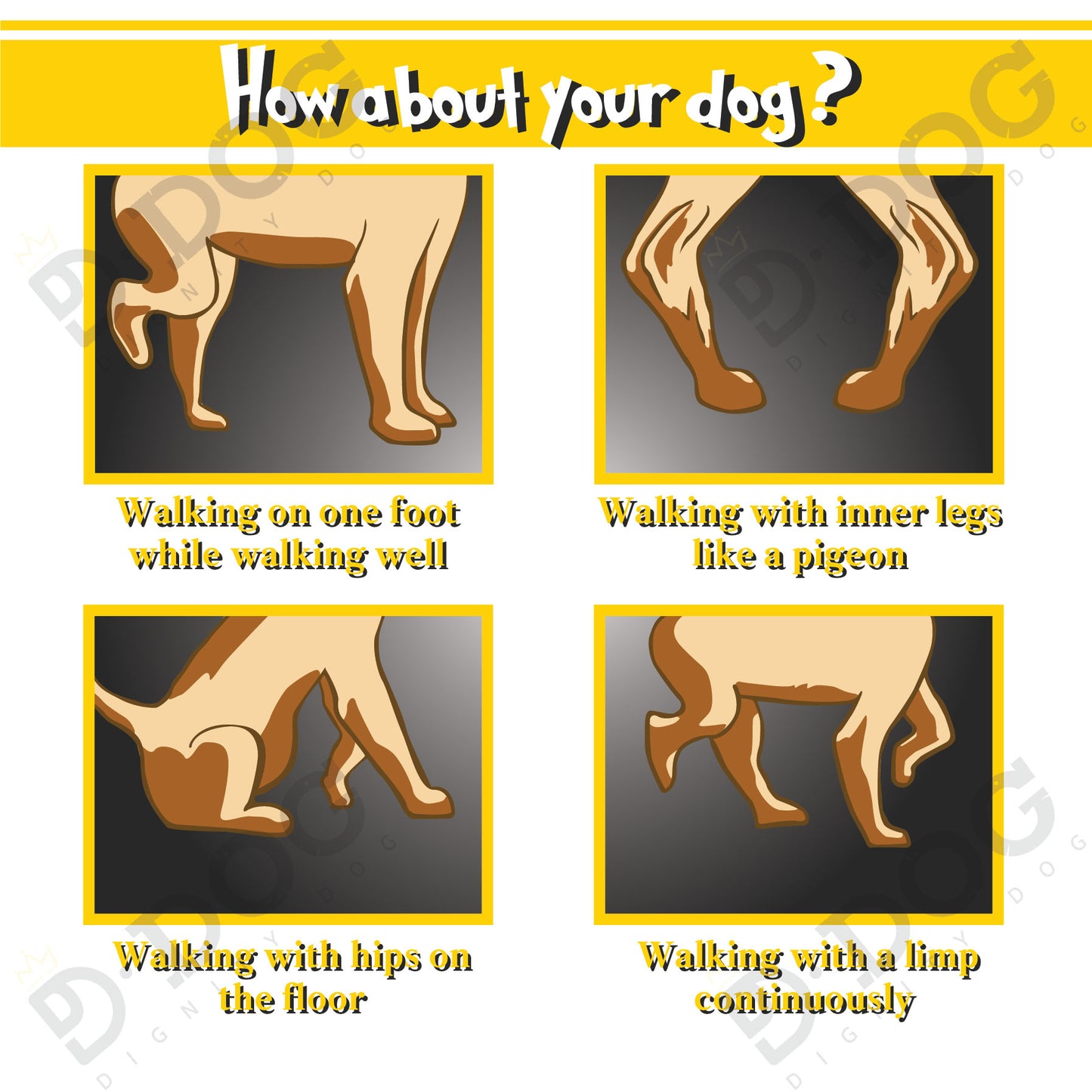 【 DIGNITYDOG 】 DOG PATELLA BRACE HOCK PROTECTOR