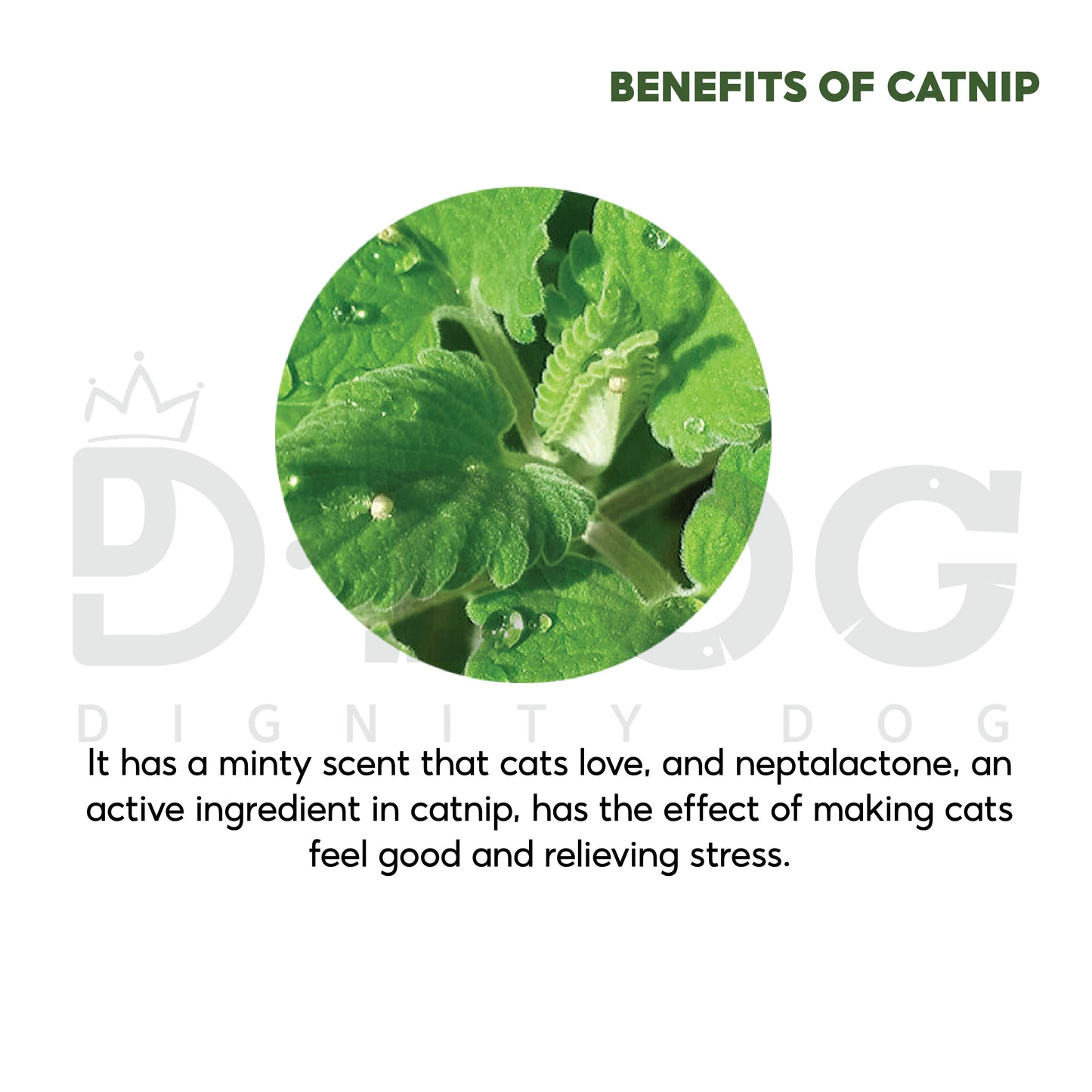 【 DIGNITY DOG 】AVOCADO CATNIP TOY