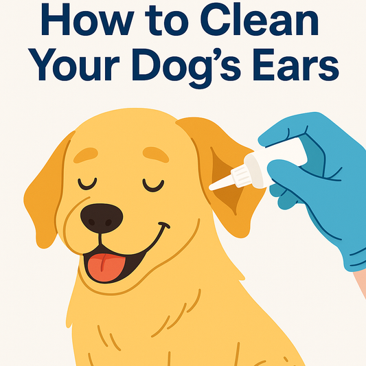 🐶 How to Clean Your Dog’s Ears – 5 Simple Steps for Healthy Ears