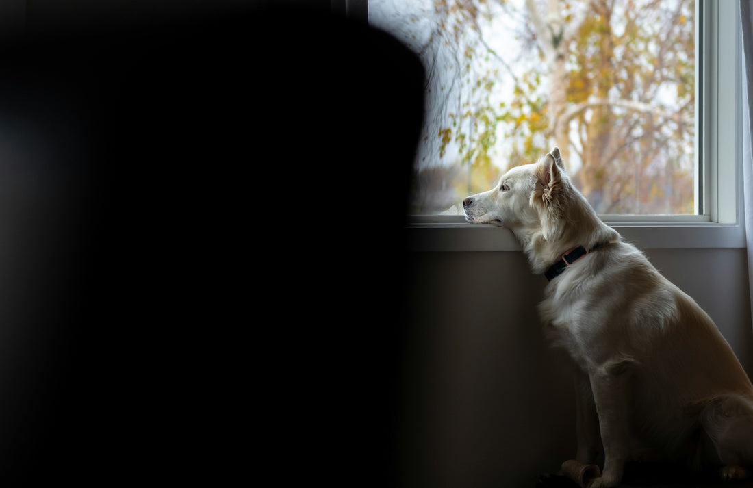 Understanding Dog Separation Anxiety — and How to Help Your Pup Feel Safe