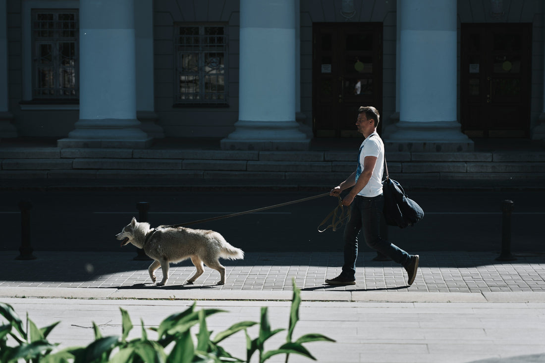 How Often Should I Walk My Dog?